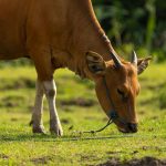 grazing cow in a lush green pasture
