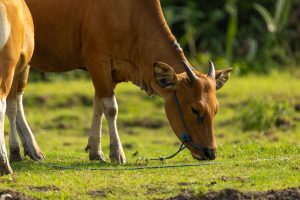 grazing cow in a lush green pasture
